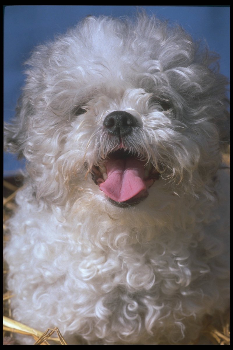 Болонка белая кудрявая