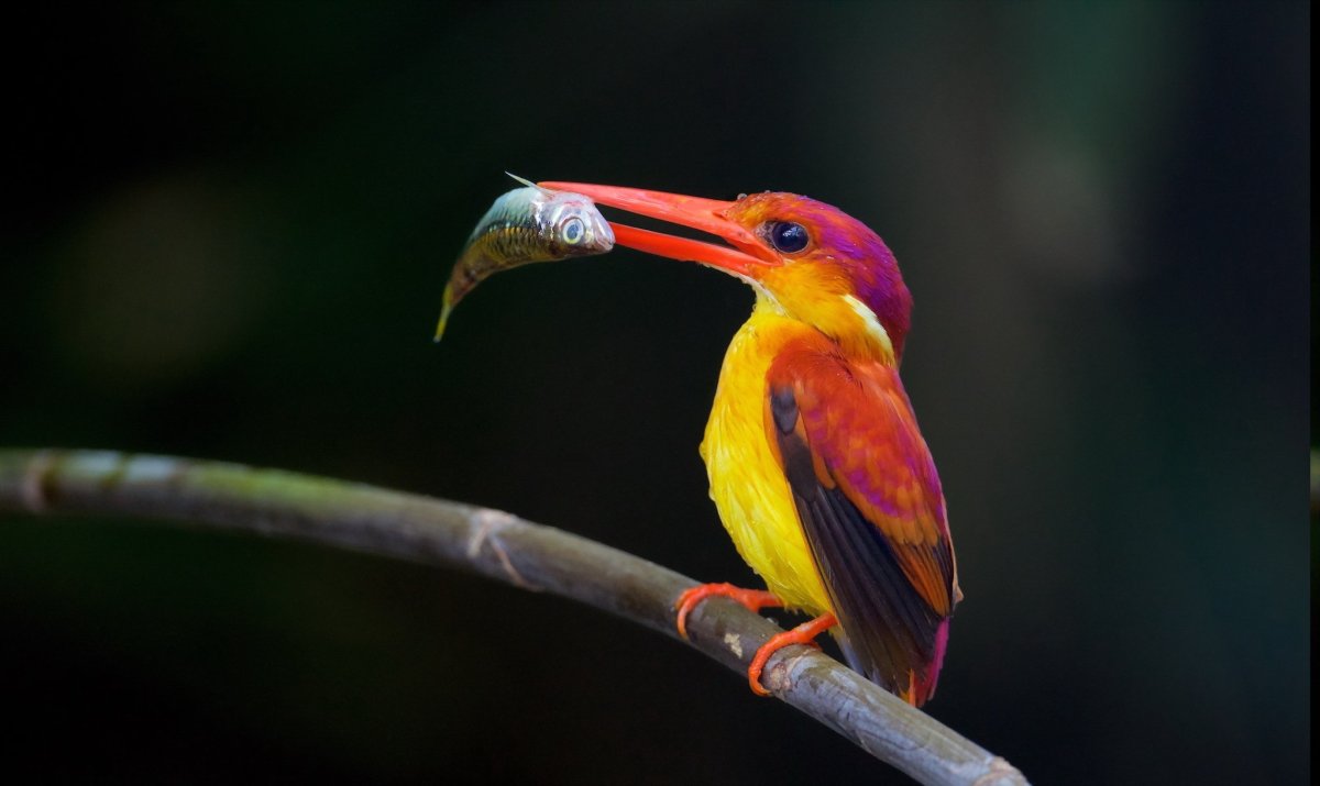 Экзотические птицы