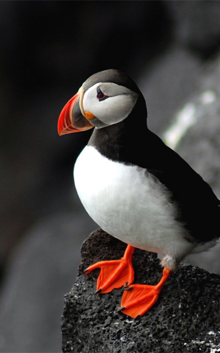 Паффин птица