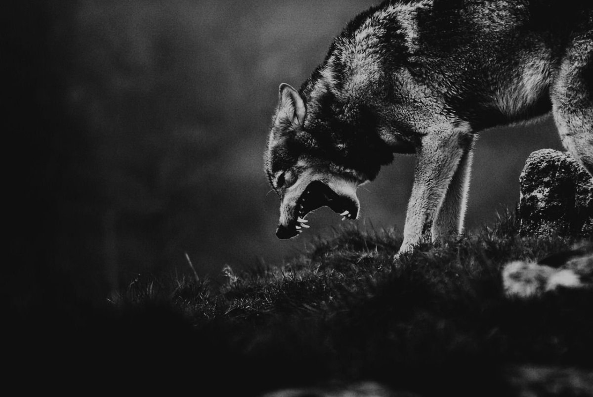 Настоящий волк