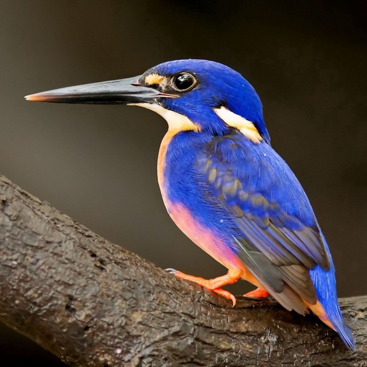 Синяя птица Зимородок