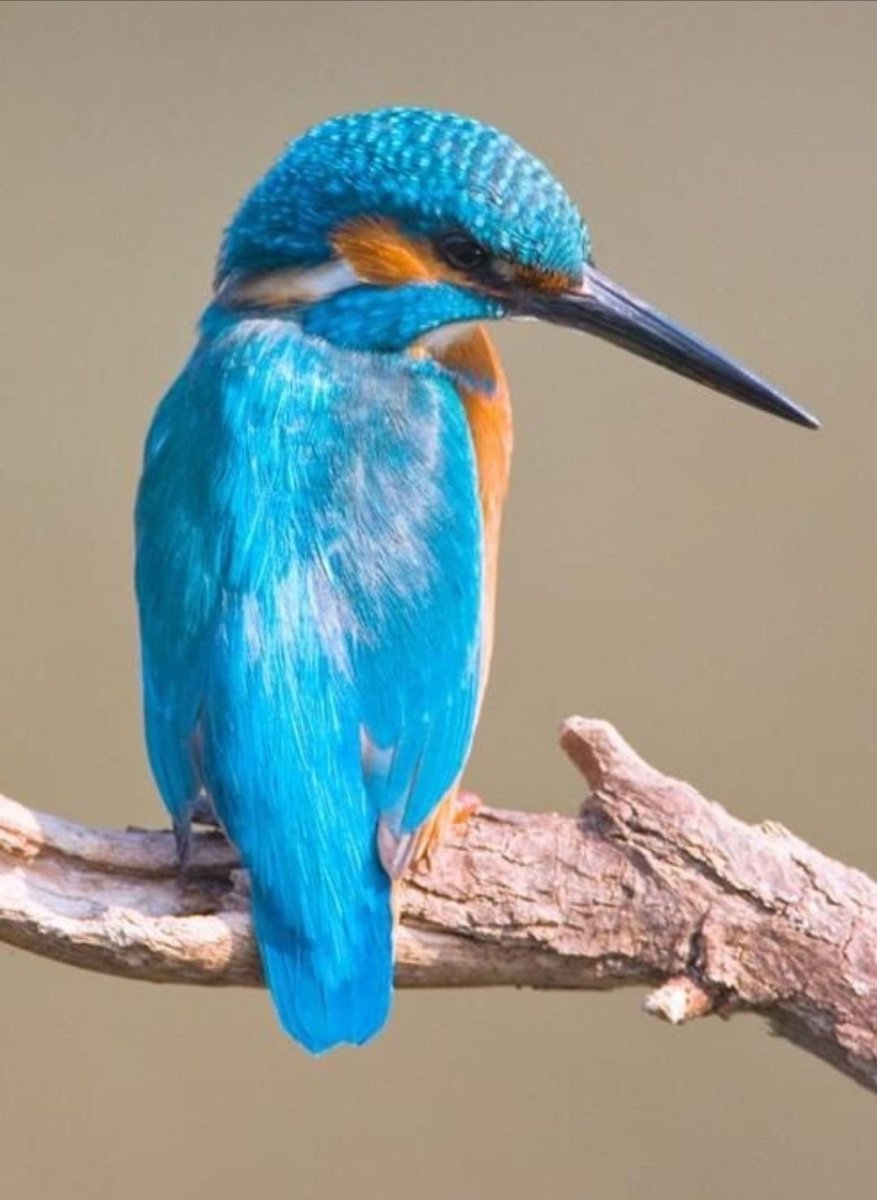 Голубой Зимородок