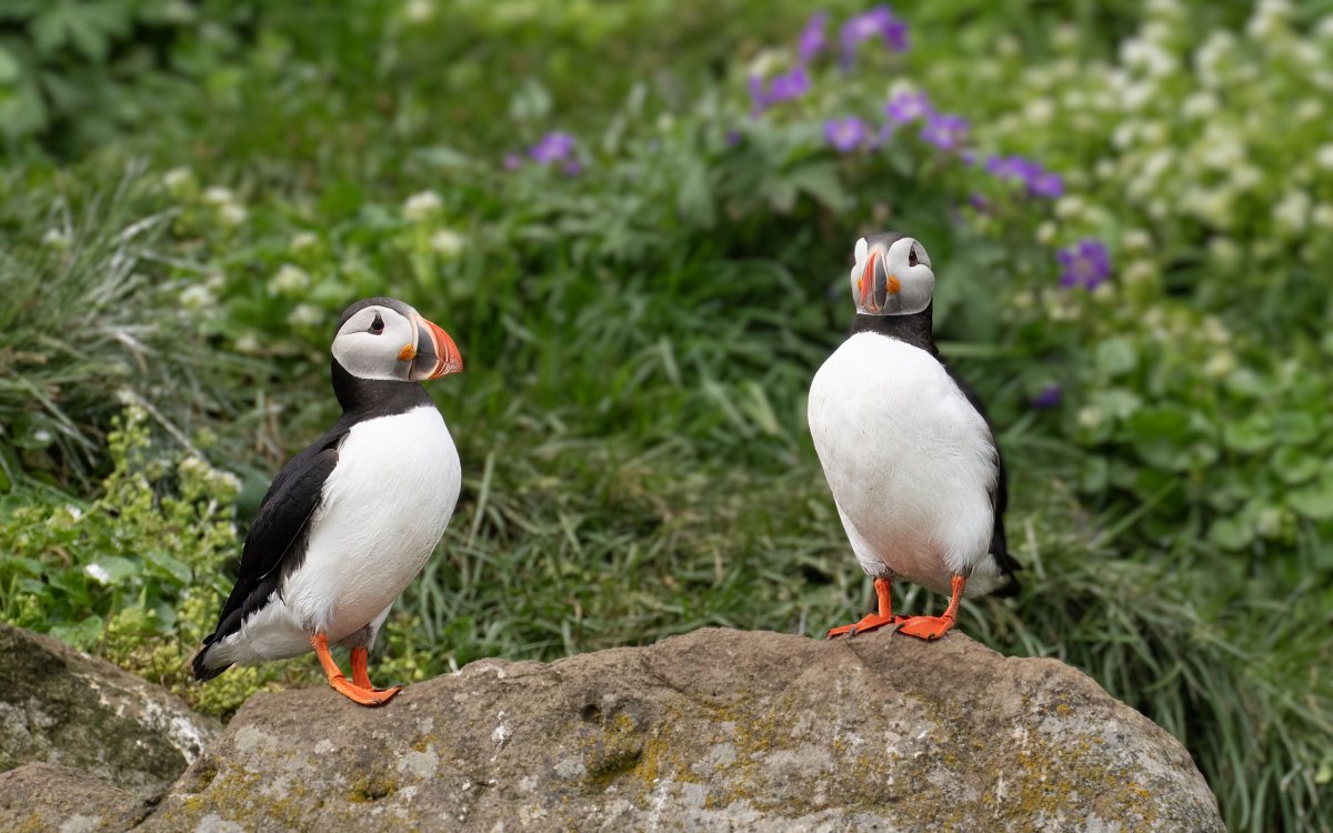 Хохлатая птица-тупик