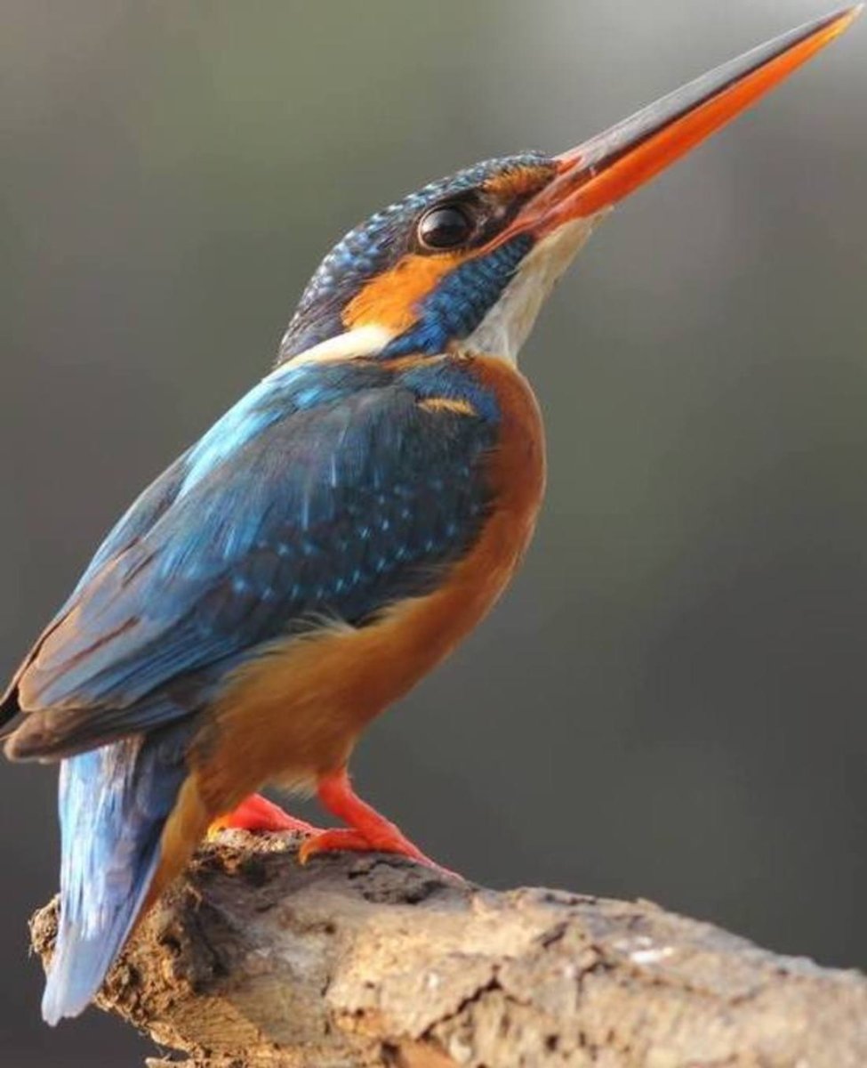 Птица с цветным клювом