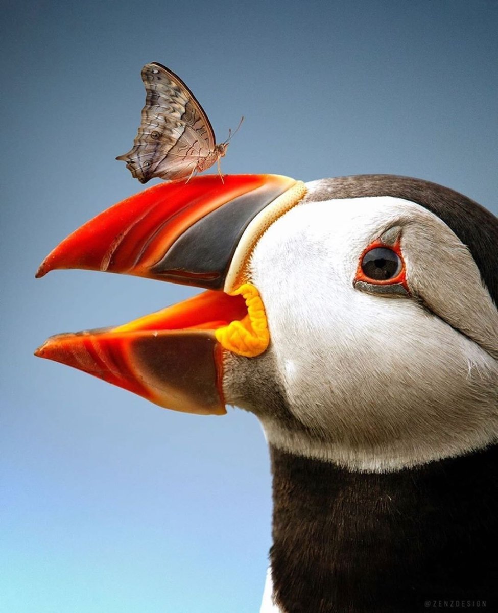 Птица Тукан и тупик