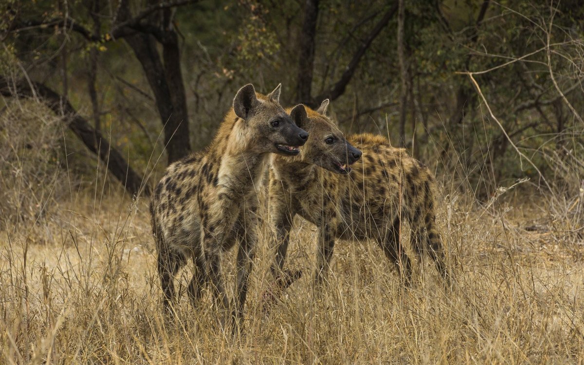 Гиены пятнистая гиена