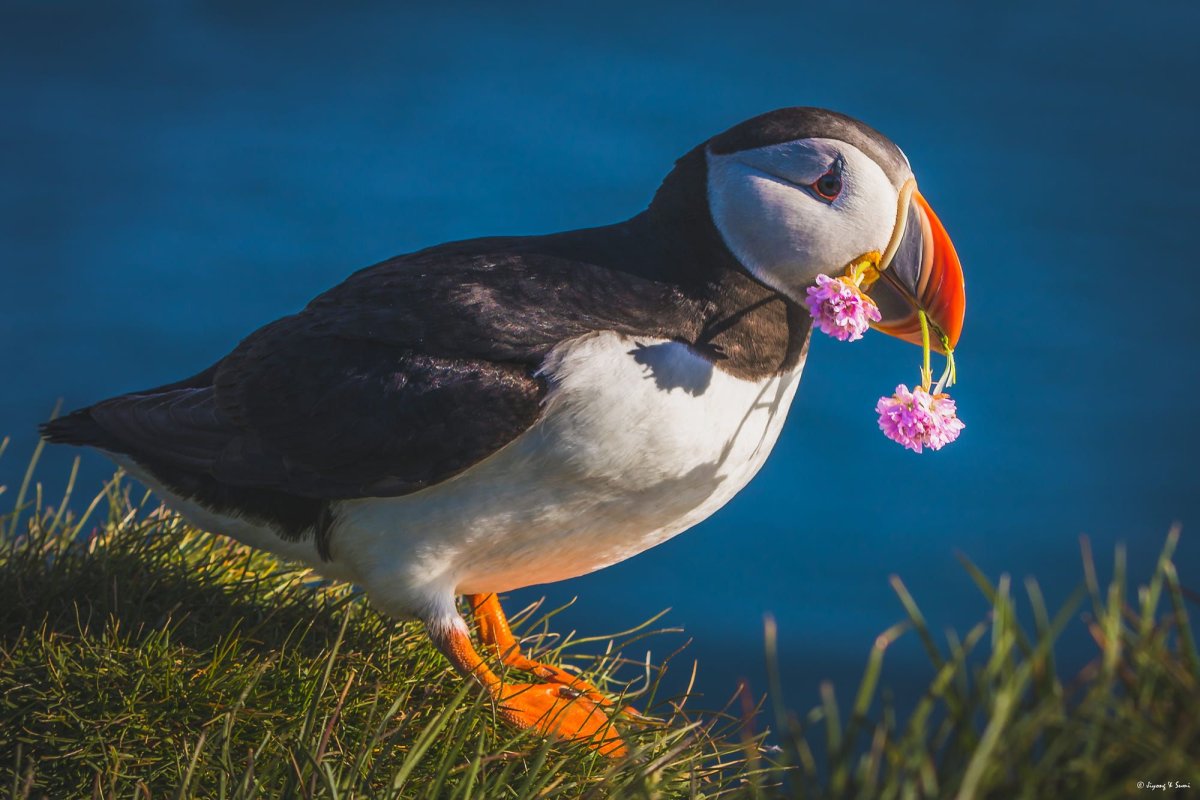 Puffin 's Baby Birds