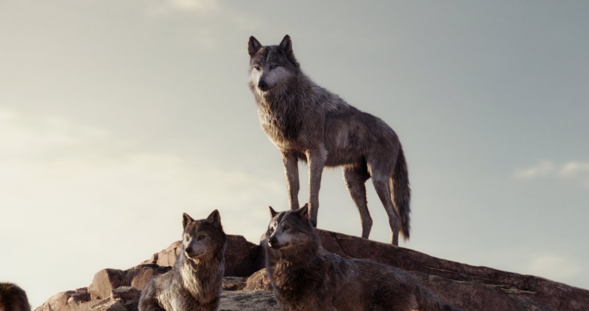 Акела волк книга джунглей