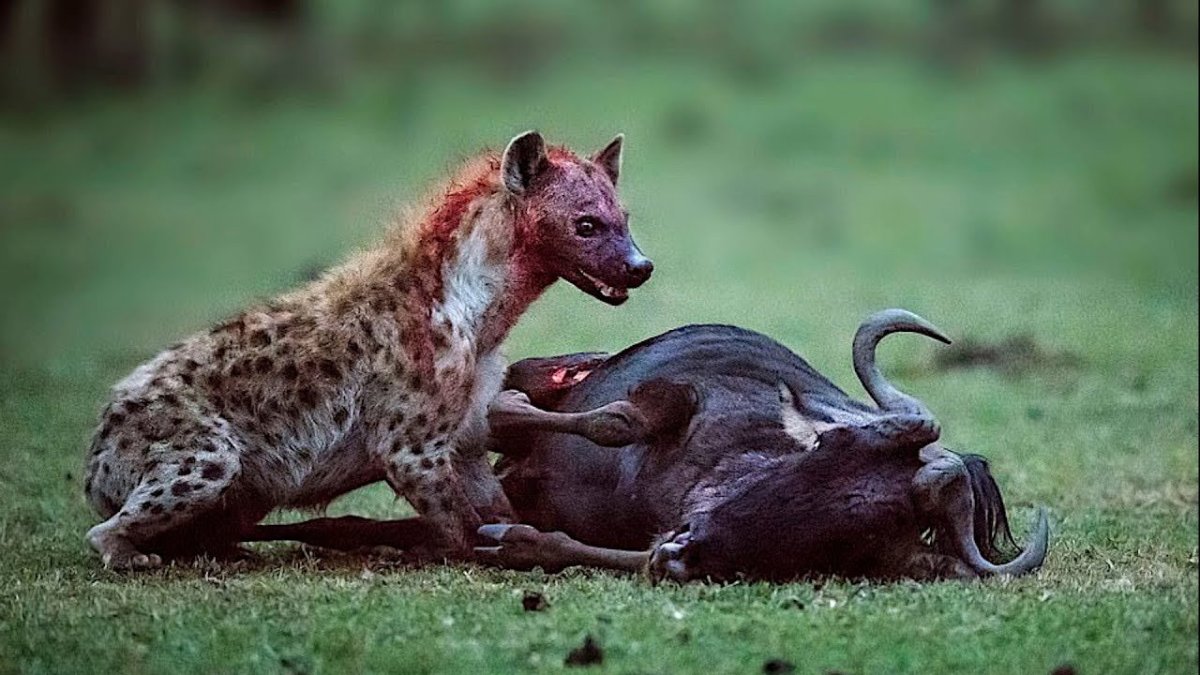 Стая шакалов