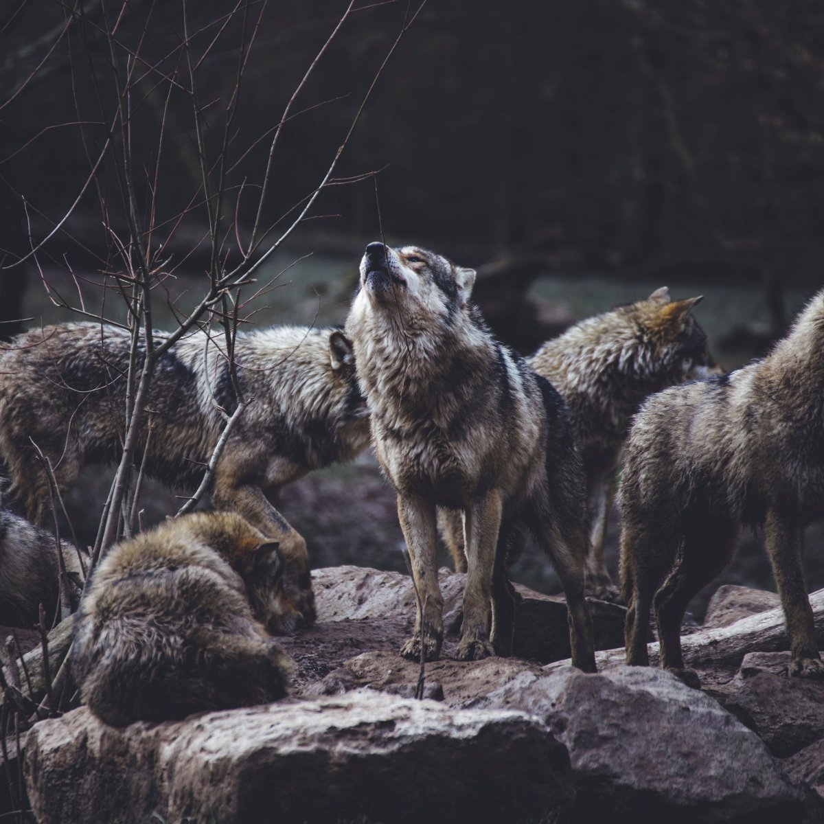 Волчья стая сериал 2022