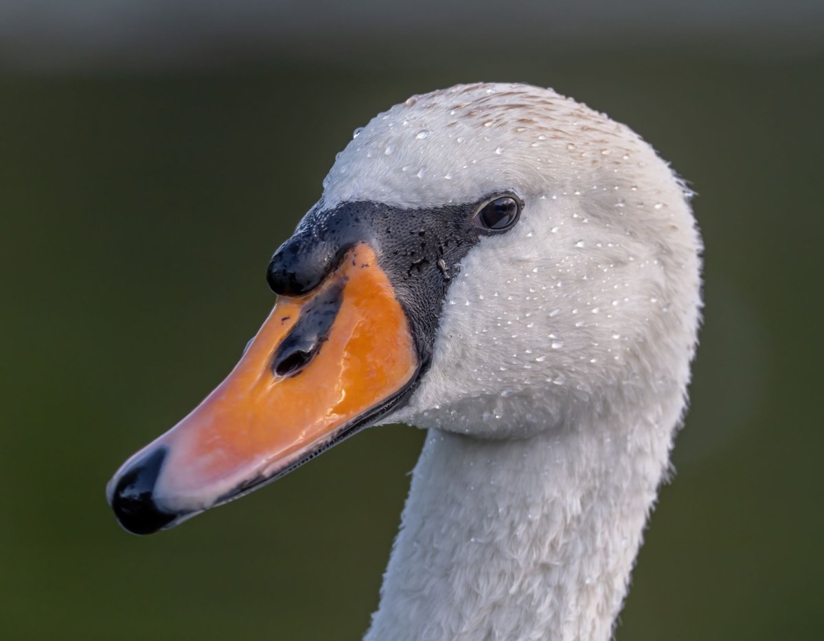 Черные лебеди с желтым клювом