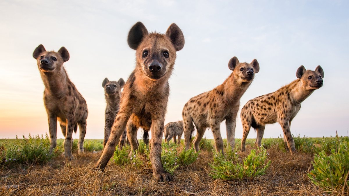 Пятнистая гиена и Гиеновидная собака