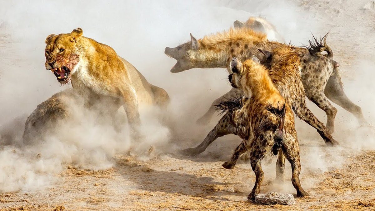 Гиены нападают на Львов