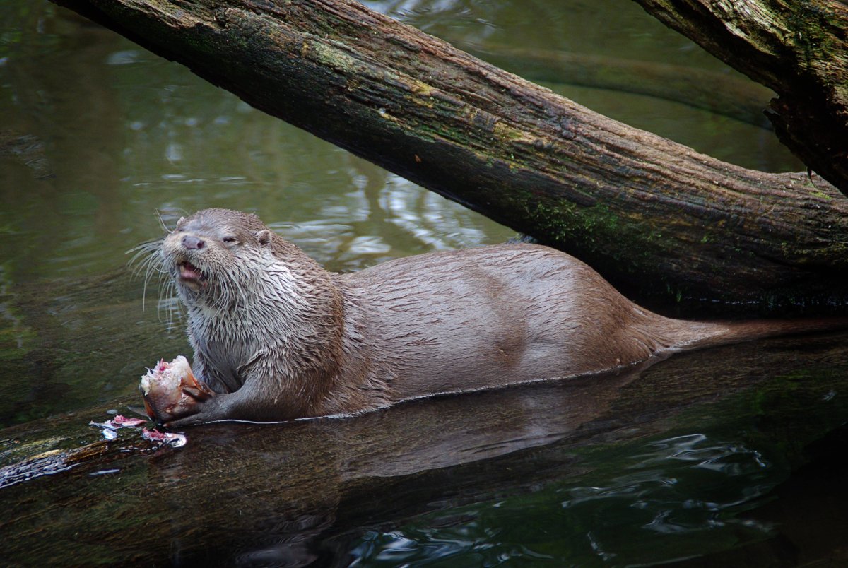 Хищные животные пресных водоемов