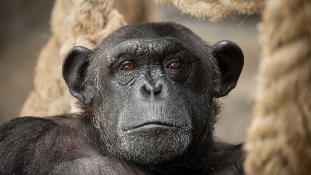 Обезьяна шимпанзе