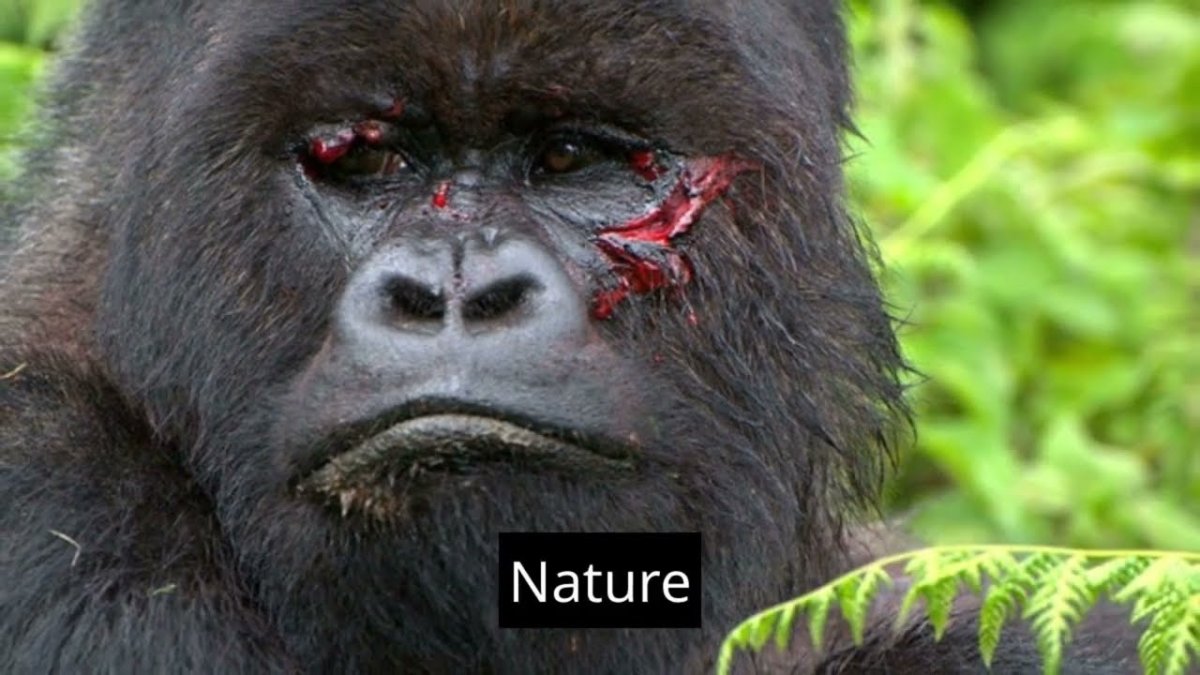 Злая горилла