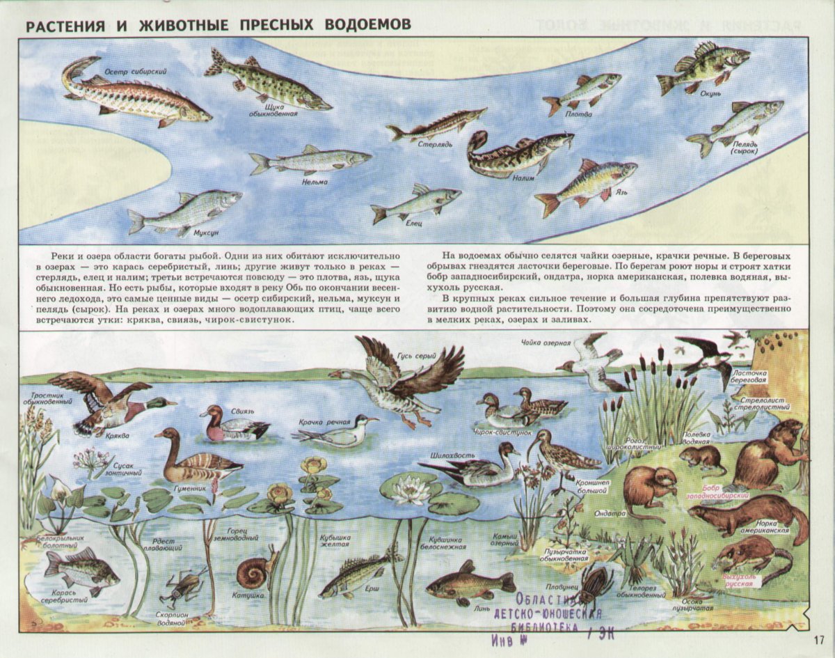 Растения и животные пресных водоемов