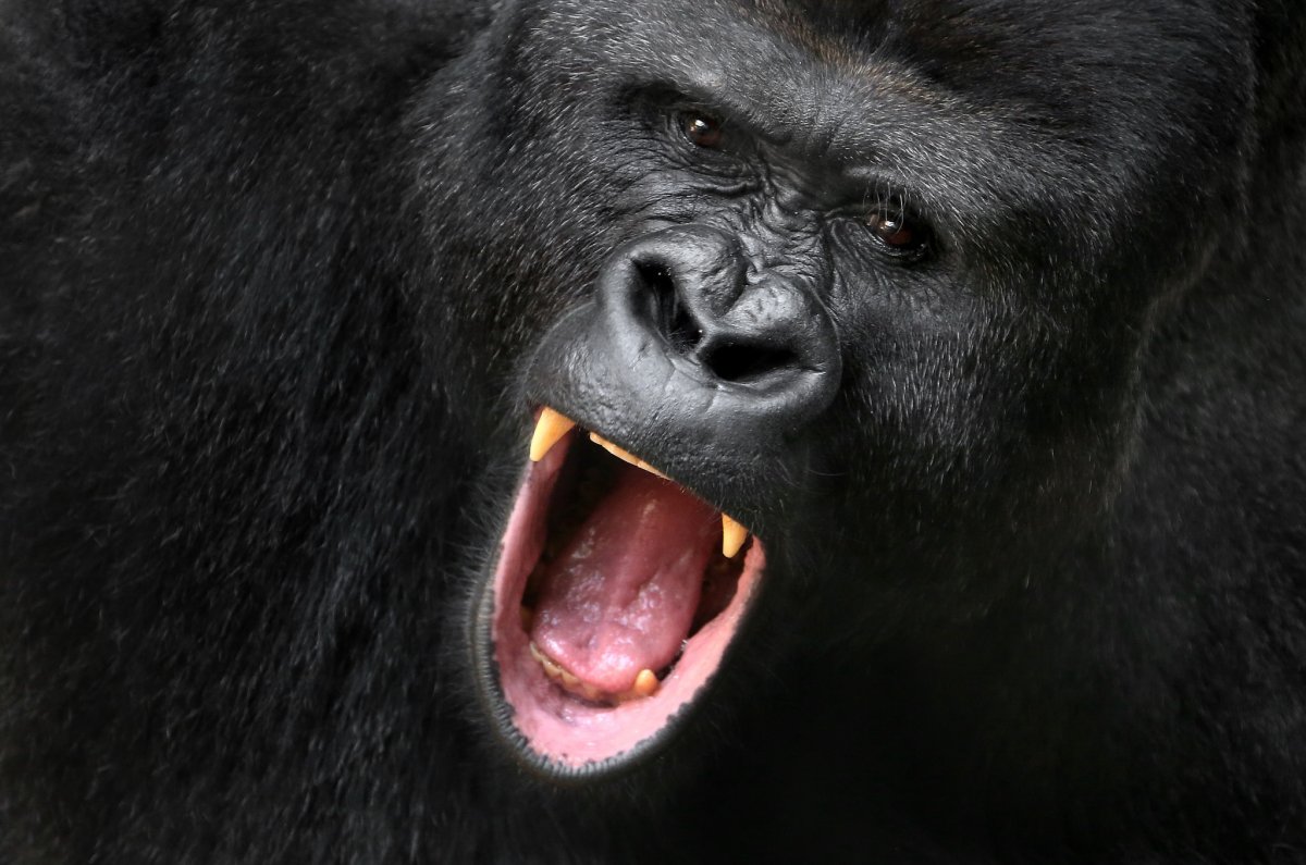 Самые агрессивные обезьяны