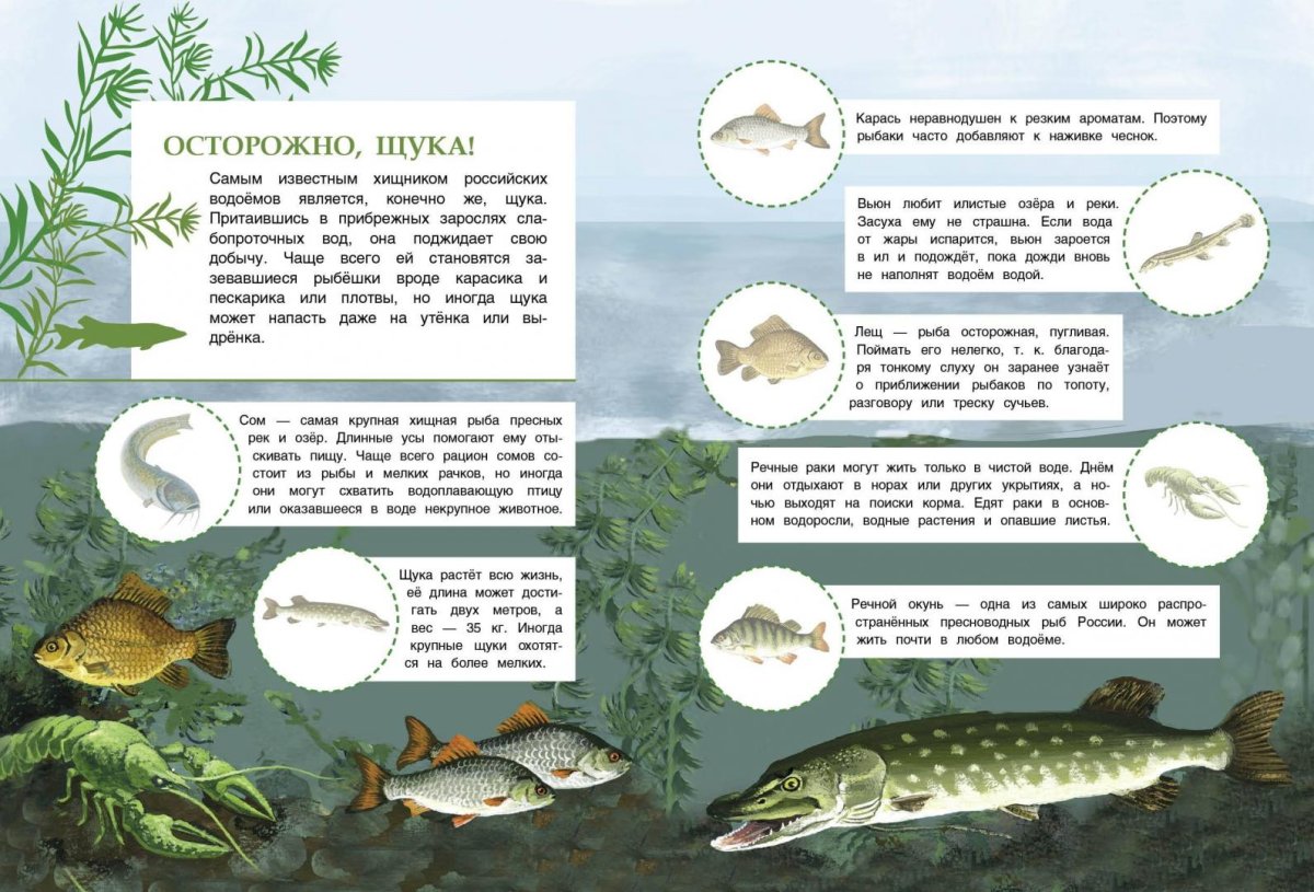Выбери хищников пресных водоёмов.