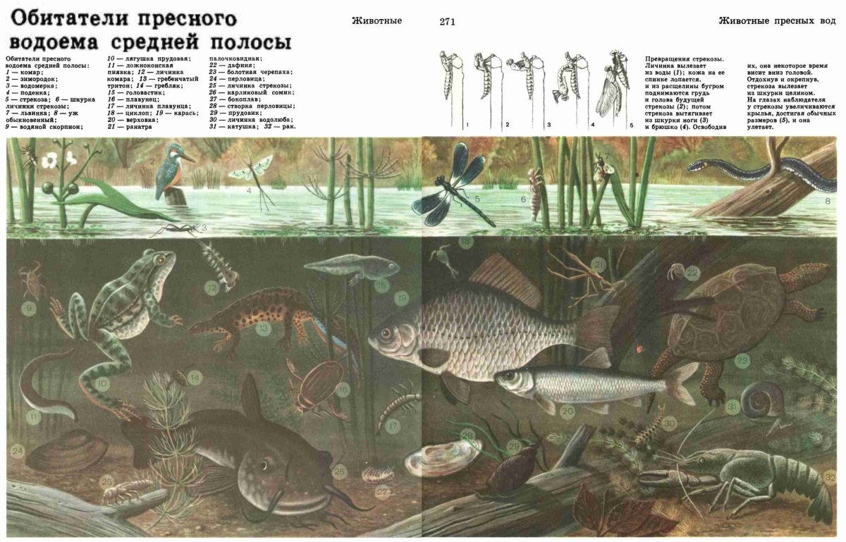 Обитатели водоемов