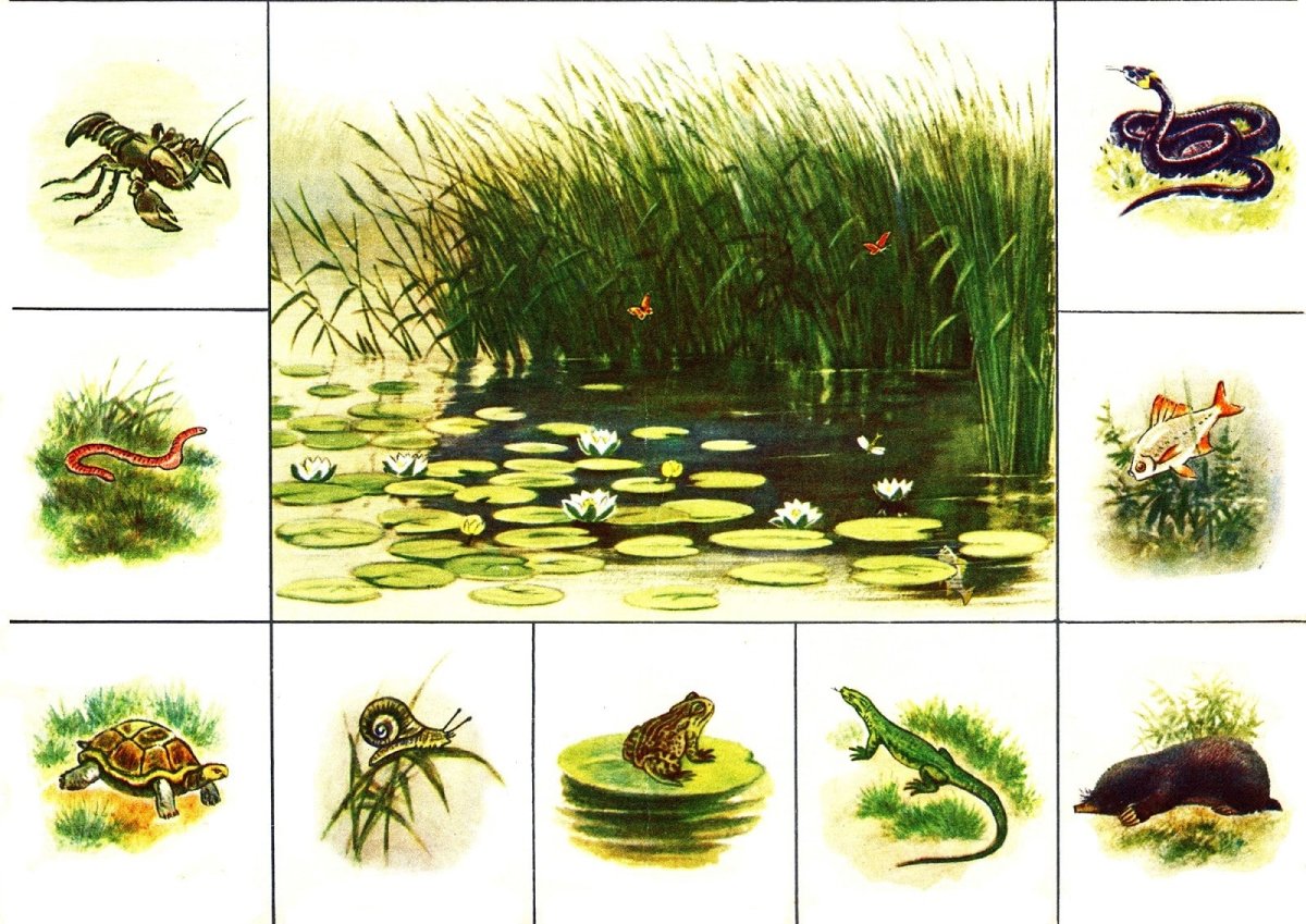 Дидактическое лото обитатели водоемов