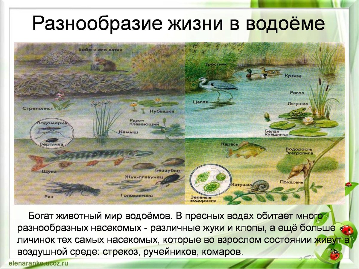 Жизнь в пресной воде