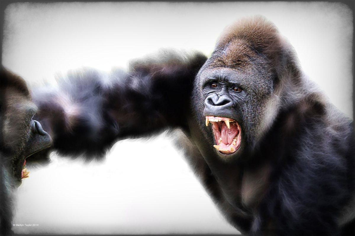 Злая горилла