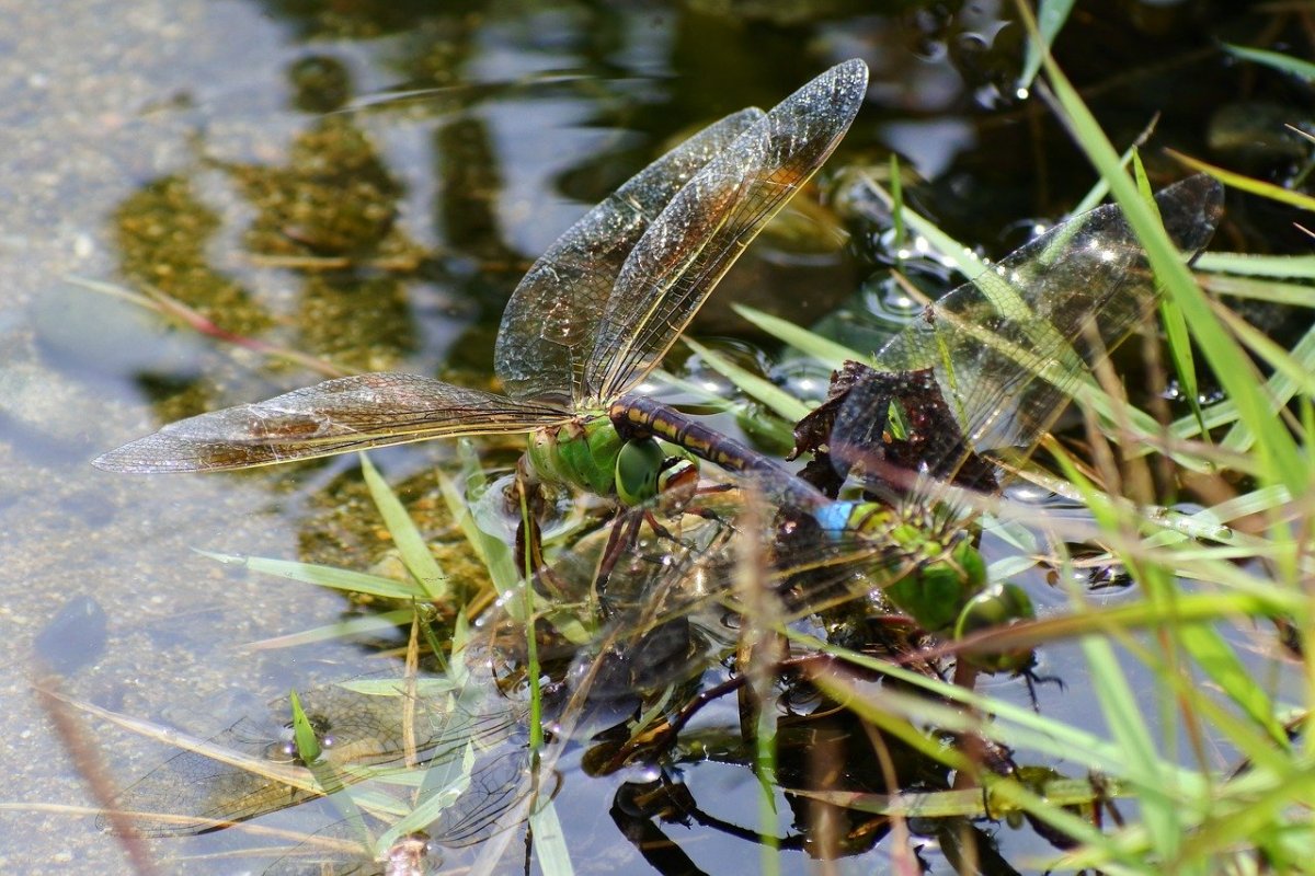 Водяной клоп гребляк