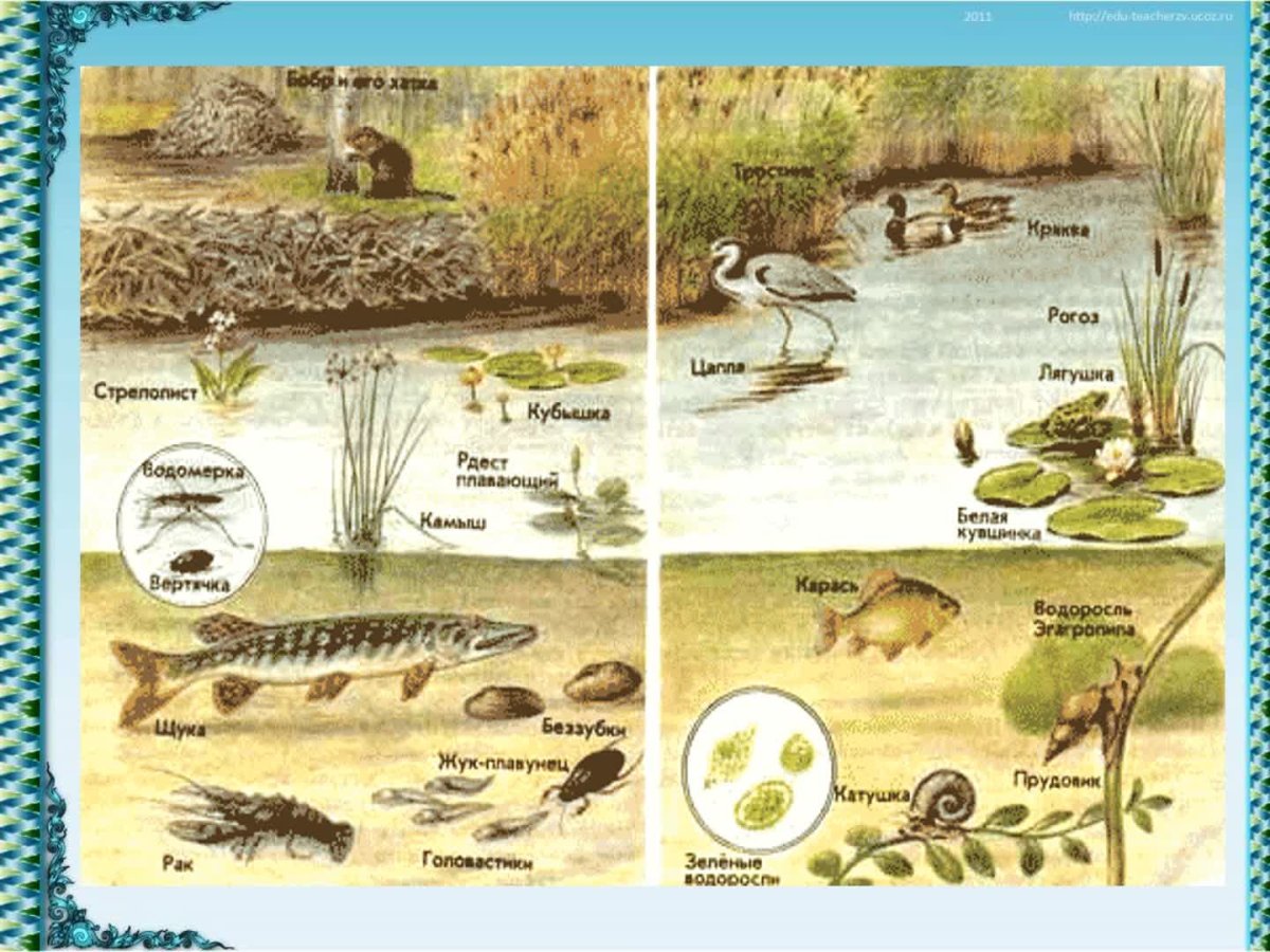 Природное соощество пресный водоём