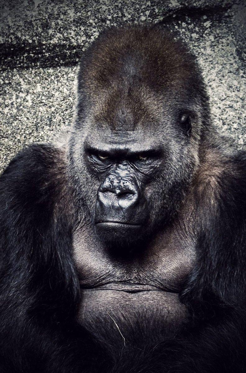 Горилла и шимпанзе