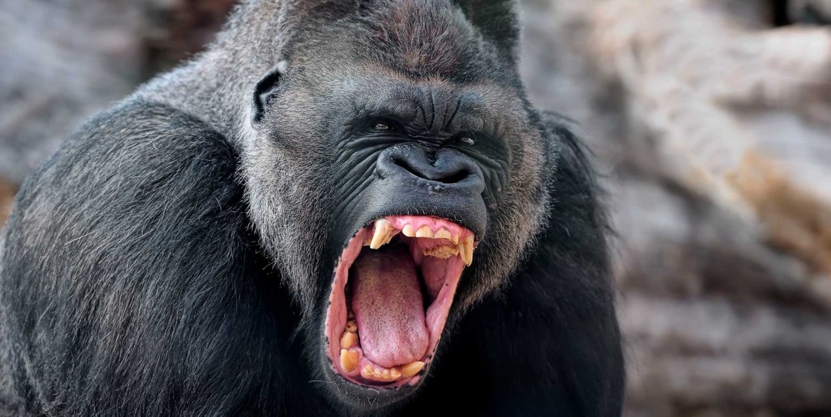 Горилла орет