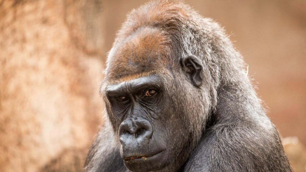 Хищные приматы