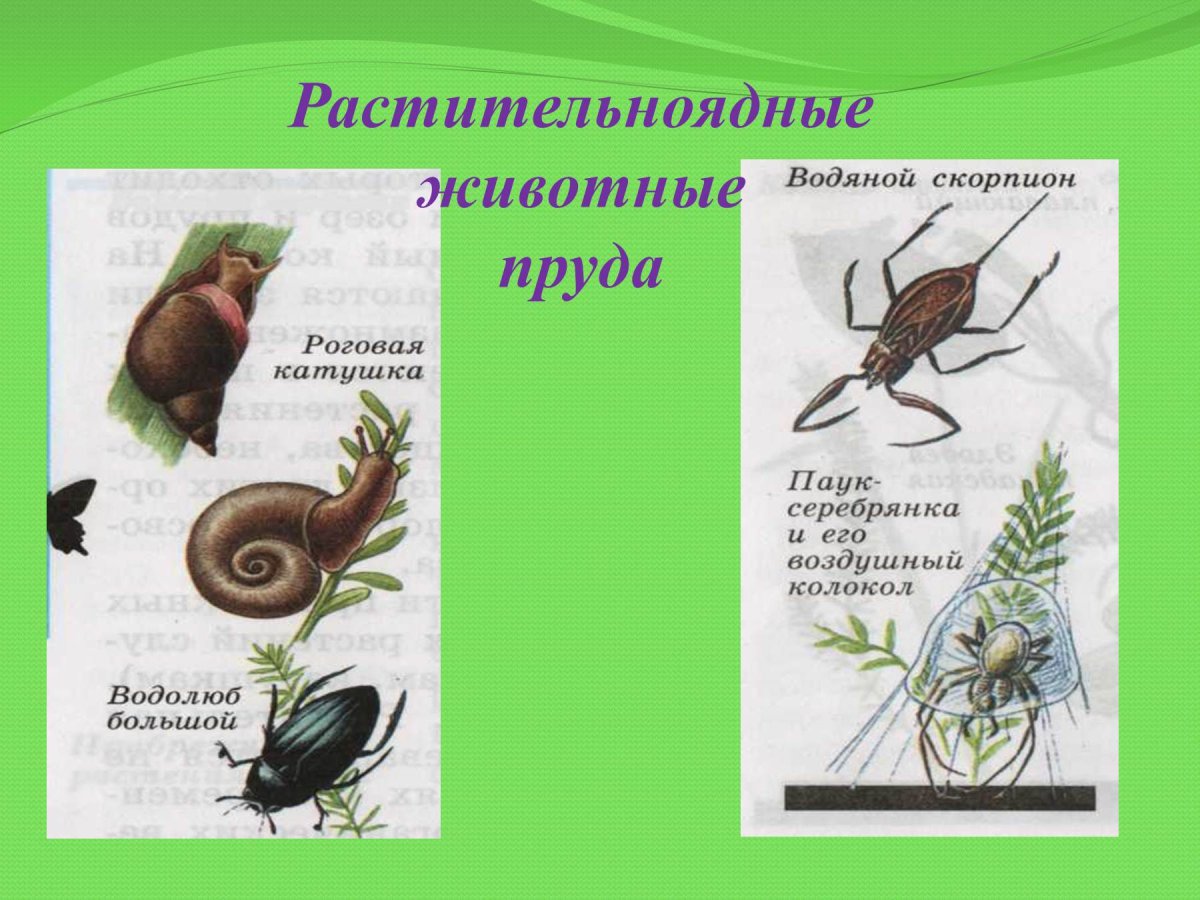 Растительноядные животные водоемов