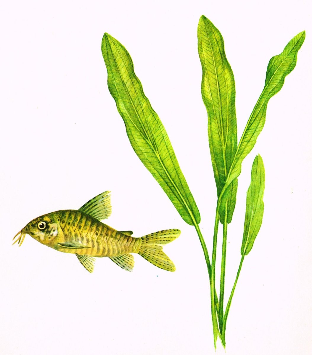 Древние аквариумные рыбки