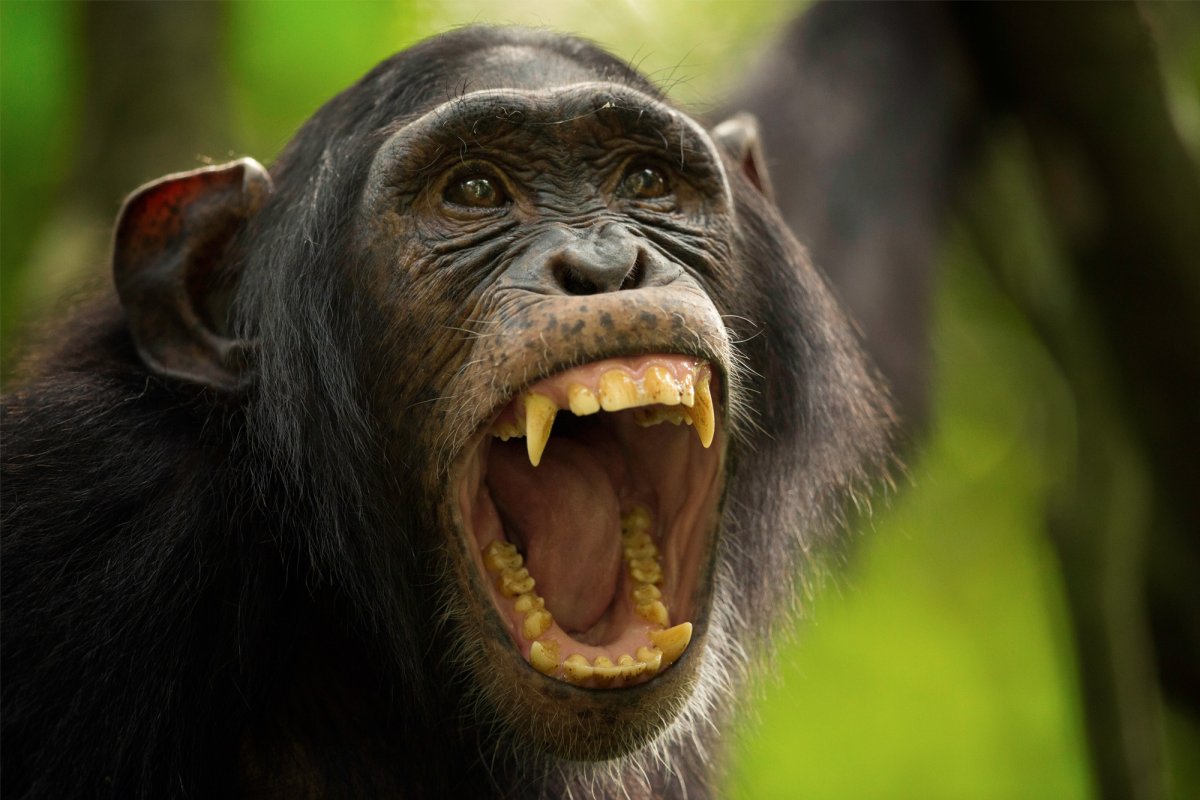 Клыки шимпанзе