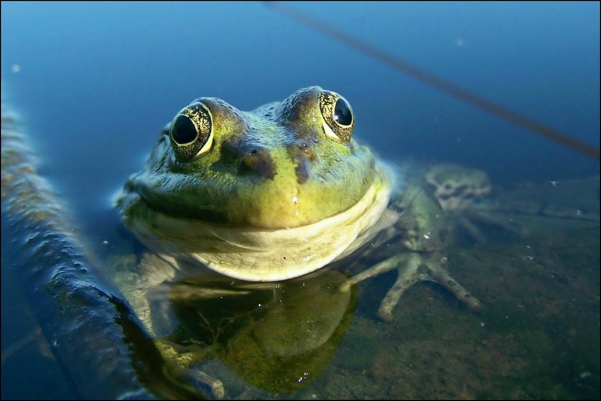 Жаба в воде