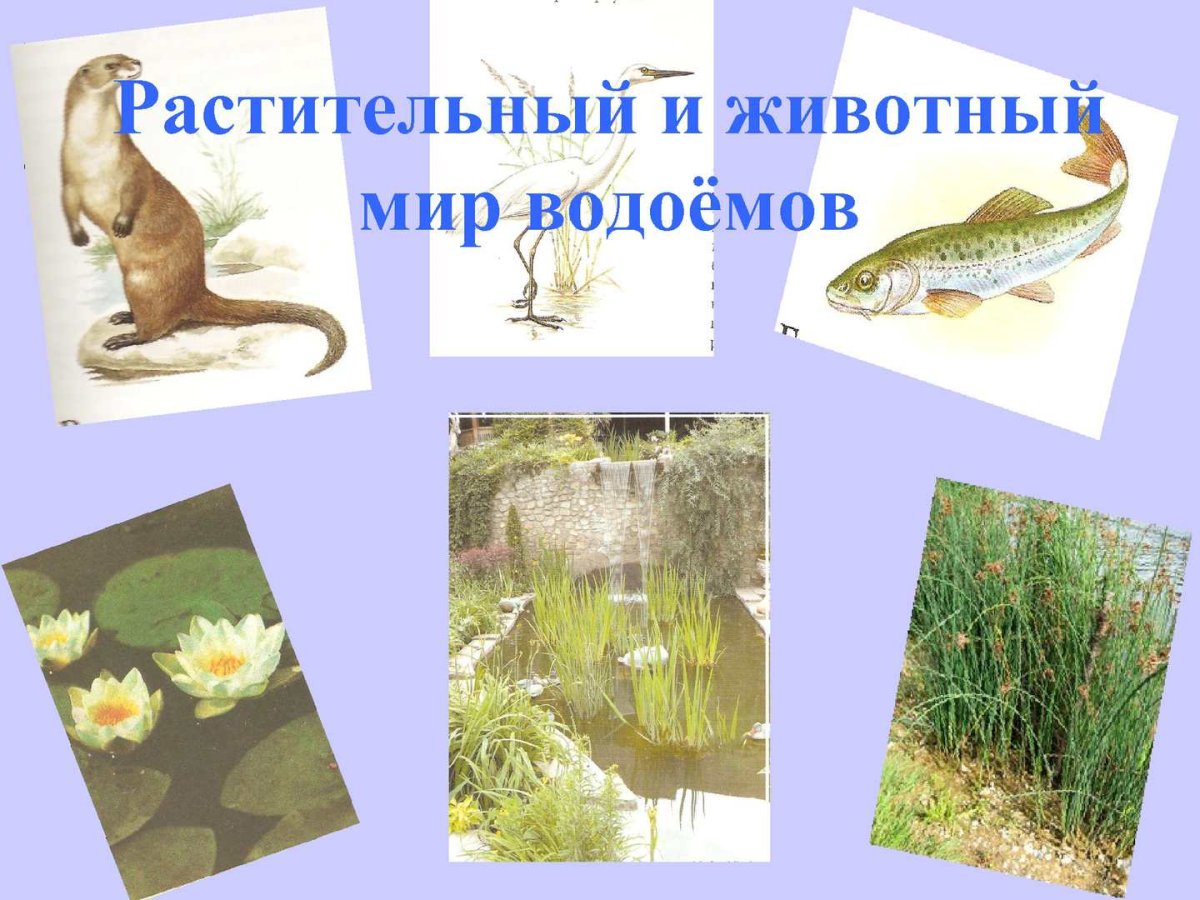 Мир растений и животных водоема