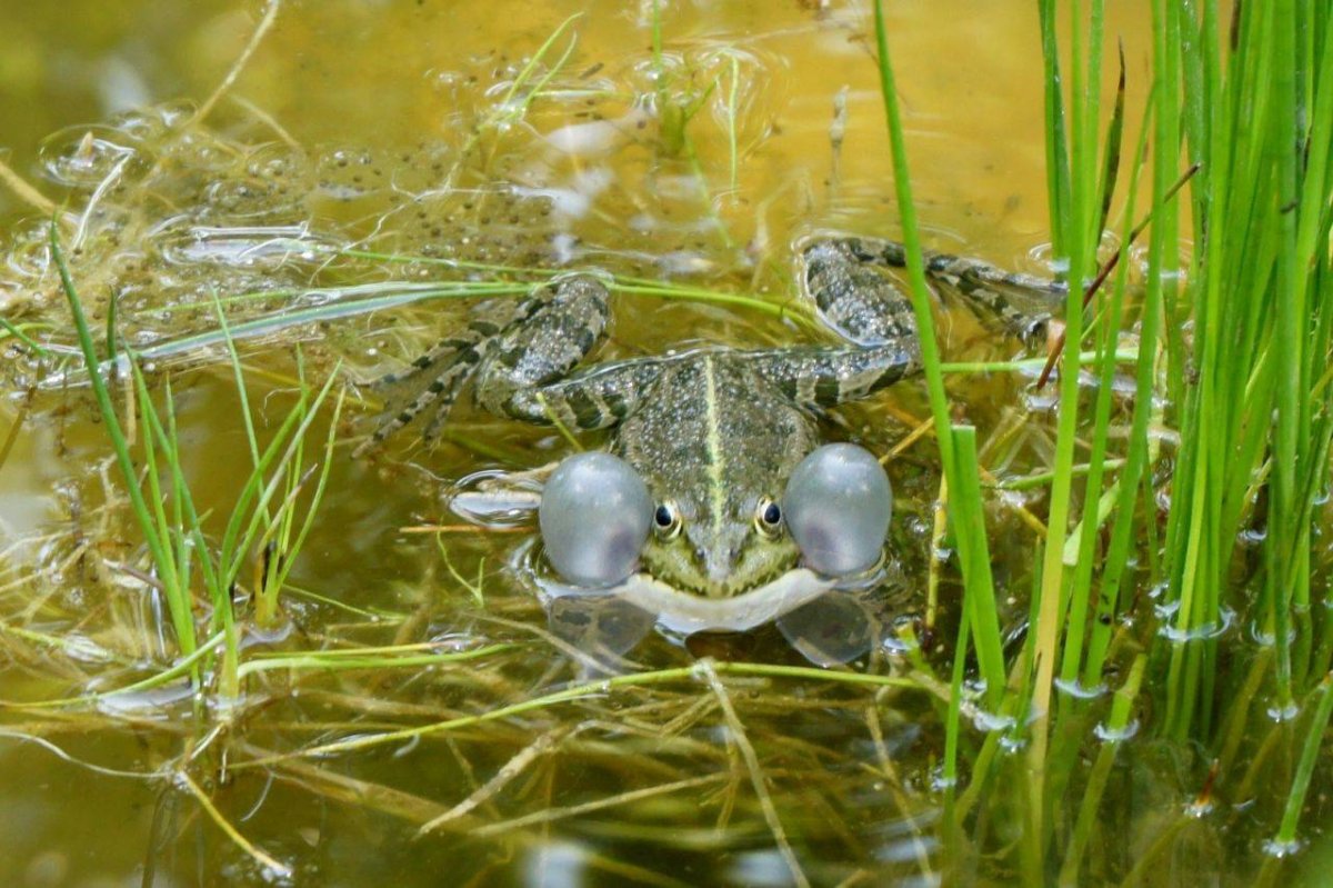 Животный мир водоемов