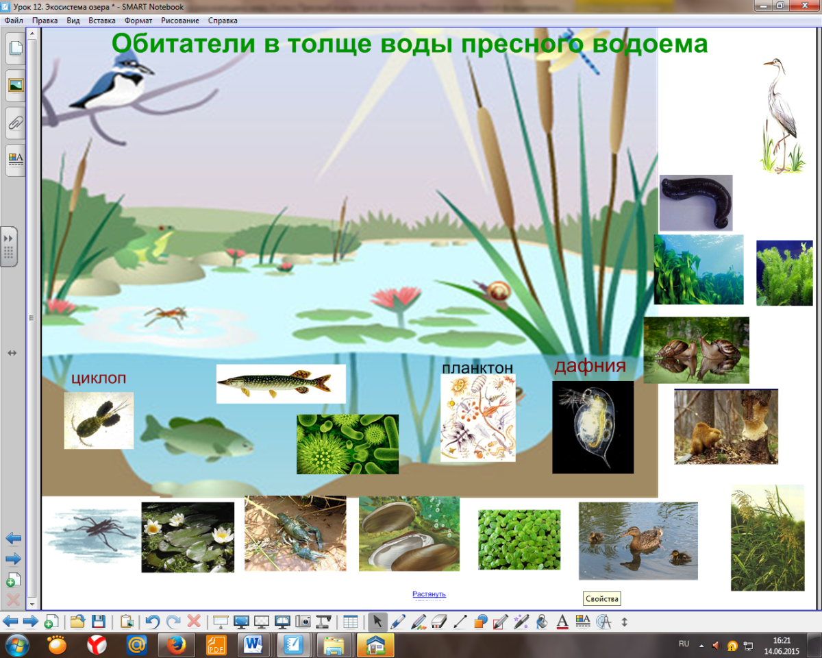 Природное сообщество водоем