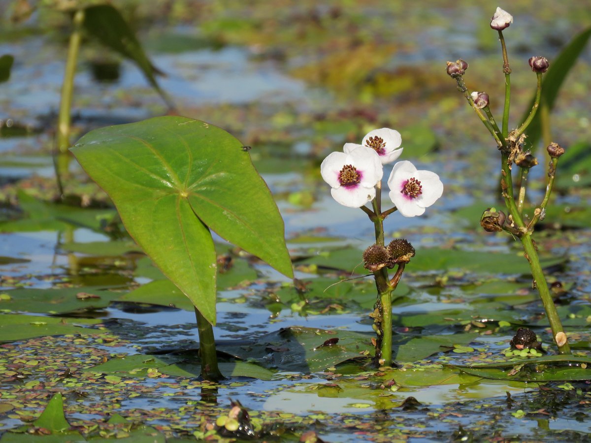 Стрелолист Sagittaria sagittifolia
