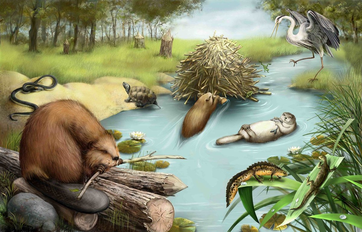 Животные в природе рисунок