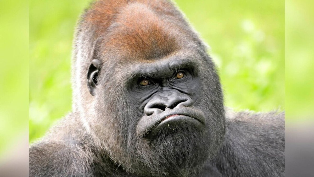 Недовольная горилла