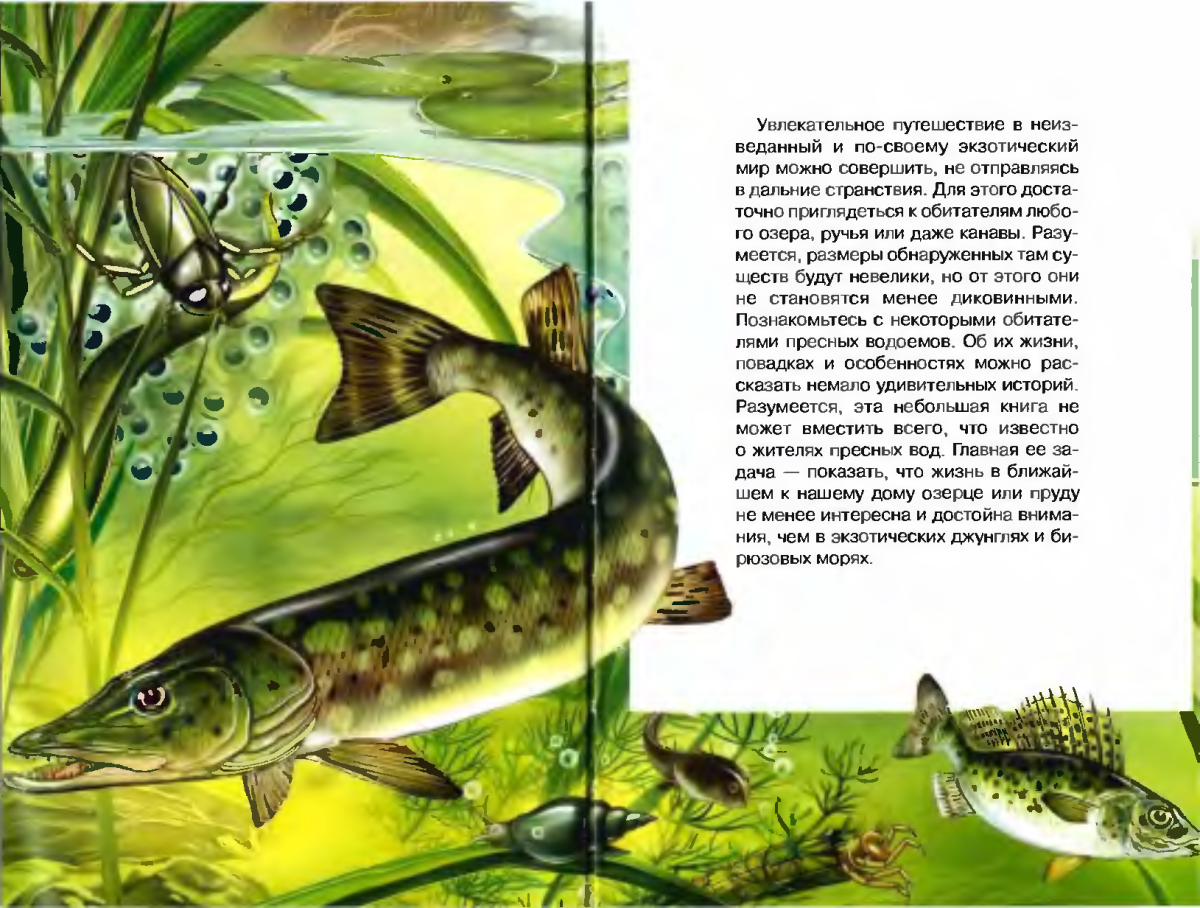 Жизнь в пресной воде школьный путеводитель