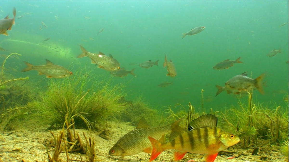 Подводный мир озера