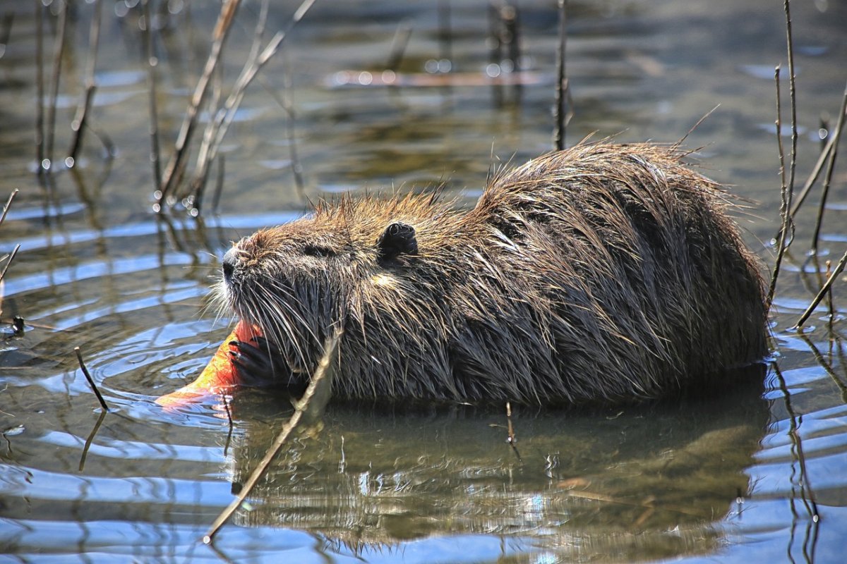 Селигер животные