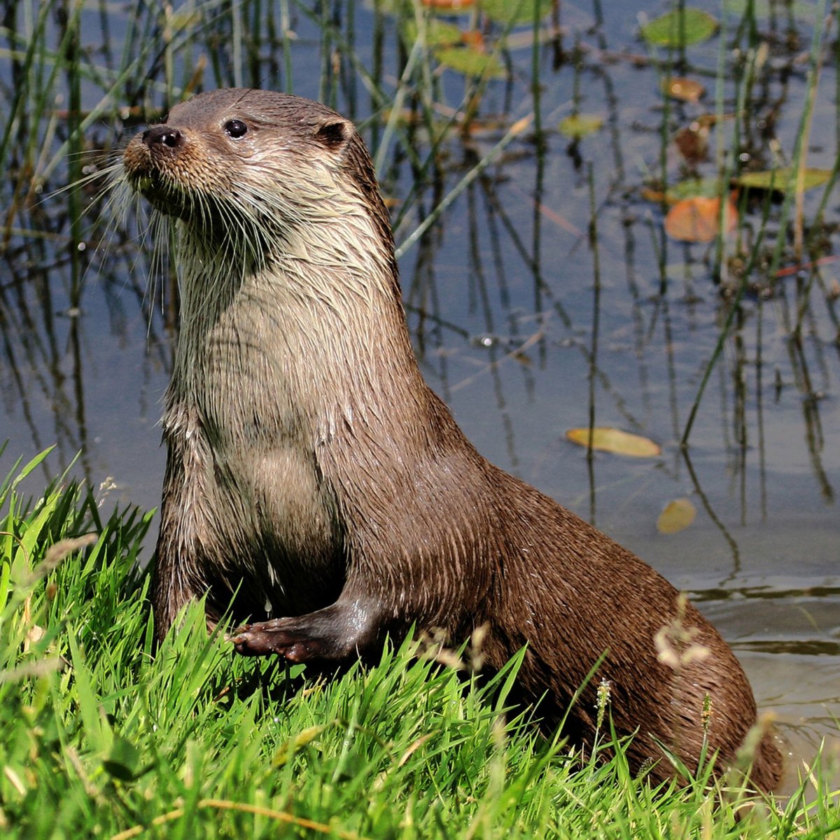 Речная выдра (порешня, обыкновенная выдра)