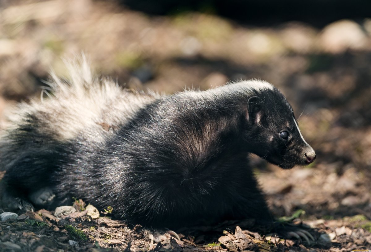 Картинки на рабочий стол скунс