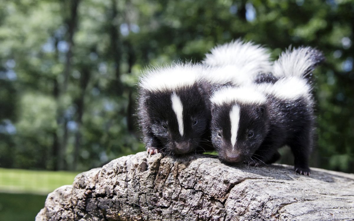 Окрас скунса