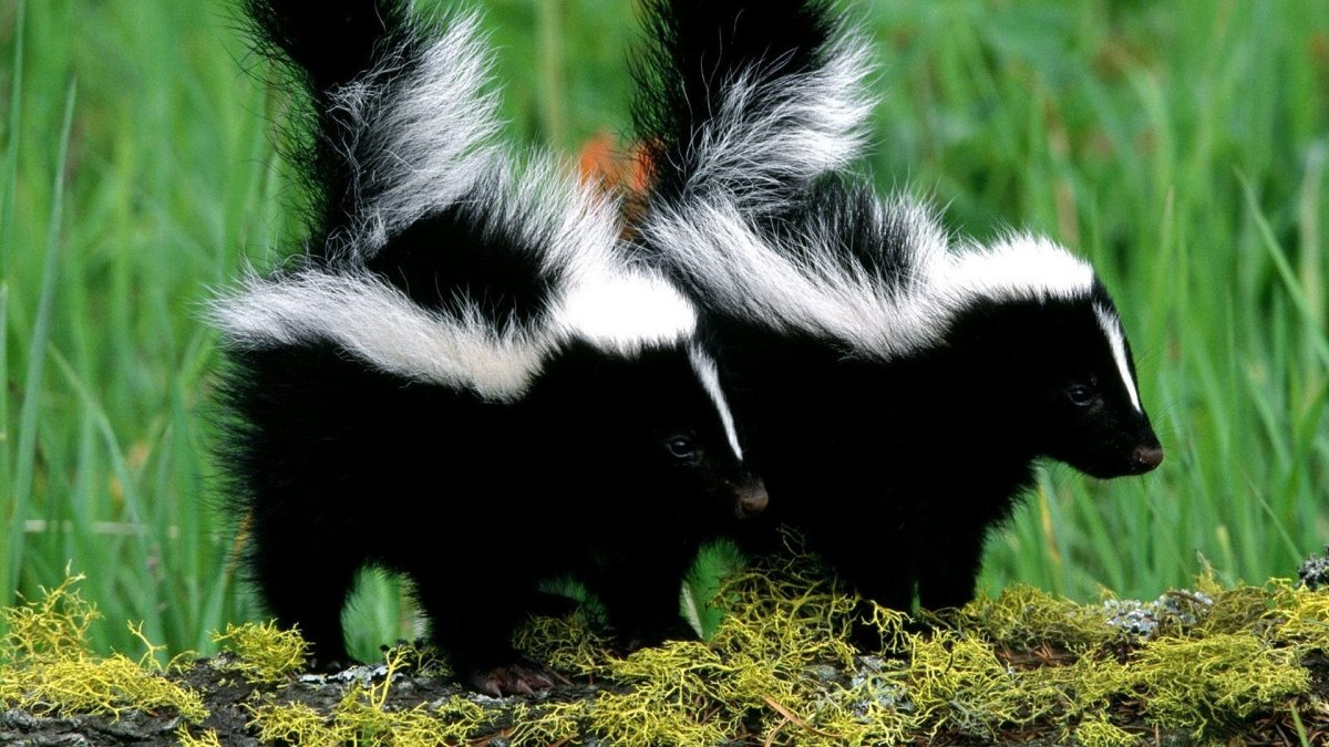 Скунс и енот