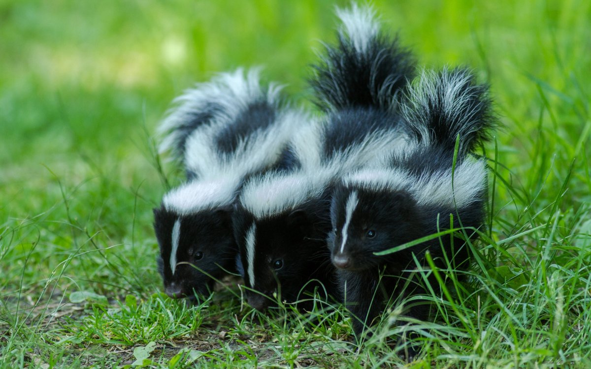 Патагонский скунс